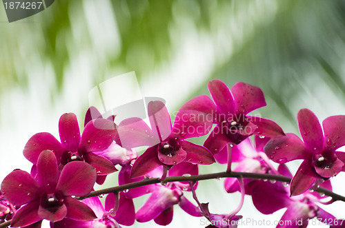 Image of beautiful orchid 