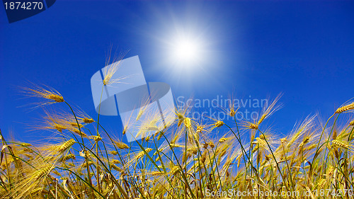 Image of wheat ears