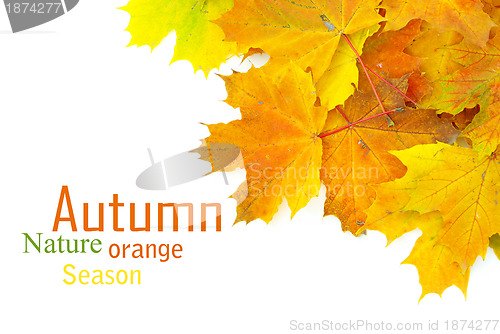 Image of autumn leafs