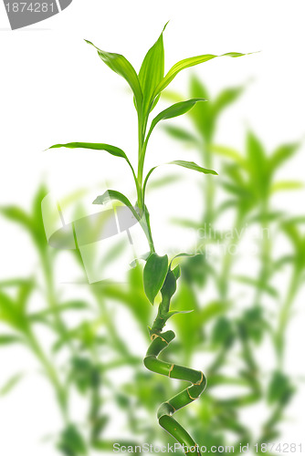 Image of  bamboo 