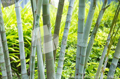 Image of Bamboo 