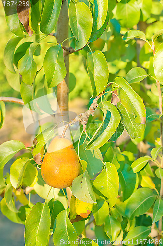 Image of A juicy ripe golden pear