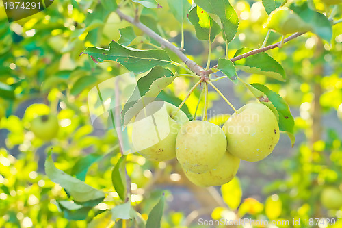 Image of Green apples on a tree