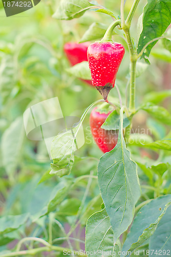 Image of Fresh red sweet pepper