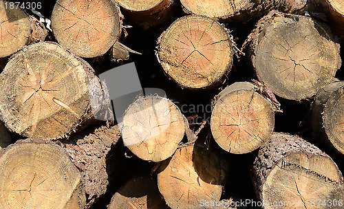 Image of tree stumps