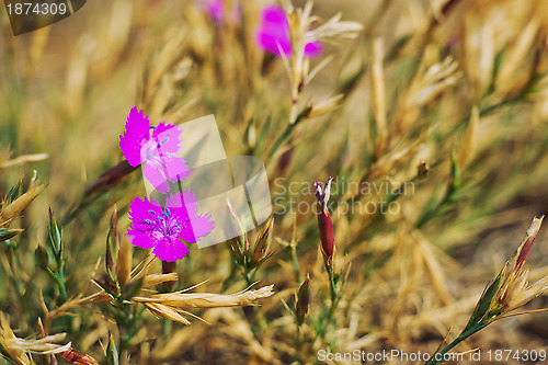 Image of Wild spring violets