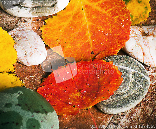 Image of Yellow and colorful fallen down leaves, background