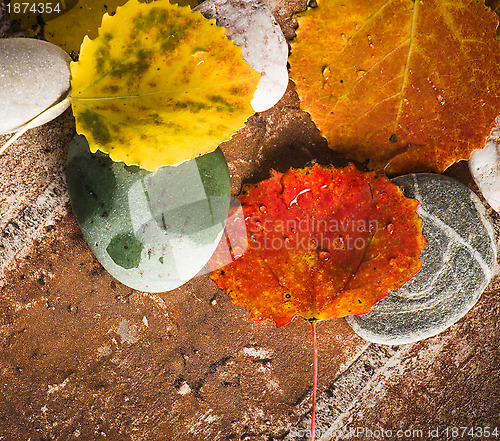 Image of Yellow and colorful fallen down leaves, background