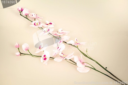 Image of vintage background with flower