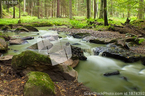 Image of Mountain stream in a forest