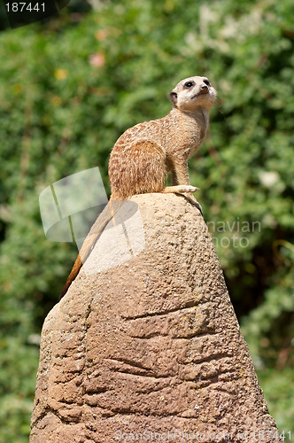 Image of Meerkat