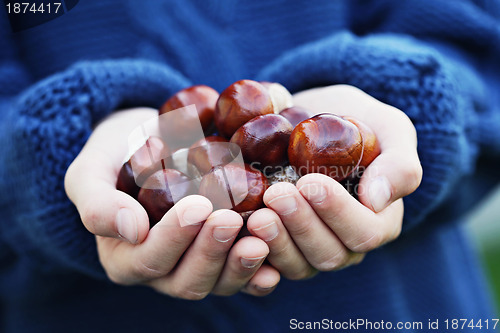 Image of little hands with chestnuts