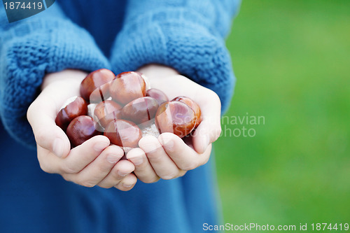 Image of little hands with chestnuts