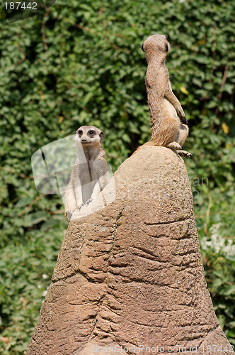 Image of Two meerkats