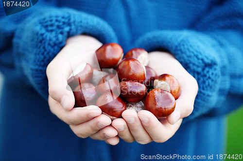 Image of little hands with chestnuts