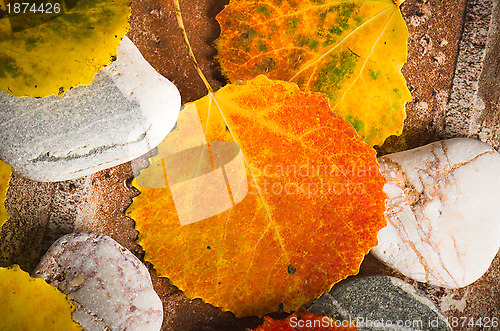 Image of Yellow and colorful fallen down leaves, background