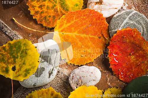 Image of Yellow and colorful fallen down leaves, background