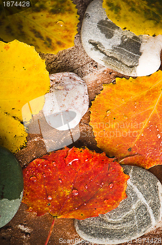 Image of Yellow and colorful fallen down leaves, background