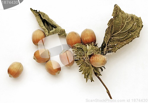 Image of Hazel nuts