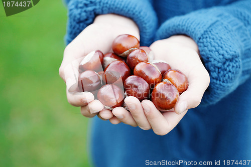 Image of little hands with chestnuts
