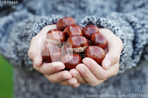 Image of little hands with chestnuts