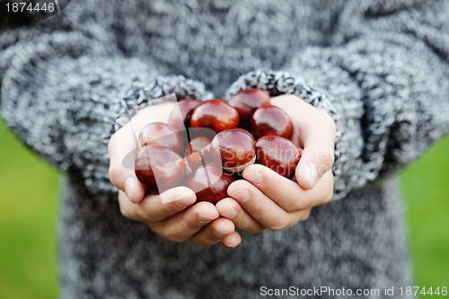 Image of little hands with chestnuts