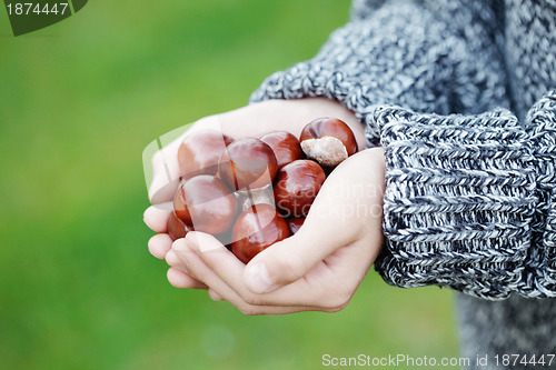 Image of little hands with chestnuts