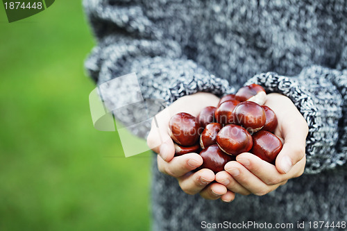 Image of little hands with chestnuts