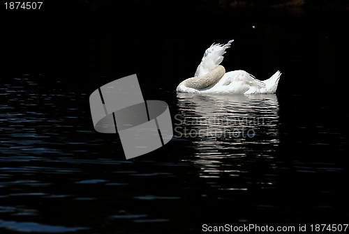 Image of Sleeping Swan