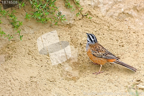 Image of Rock Bunting. Background with bright, beautiful bird