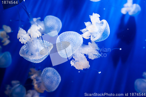 Image of Jellyfish in an aquarium with blue water 