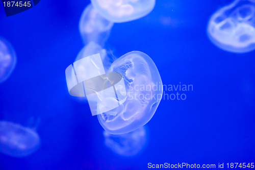 Image of Group of light blue jellyfish 