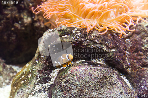 Image of Clownfish in Aquarium 