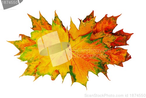Image of Autumn maple leaves