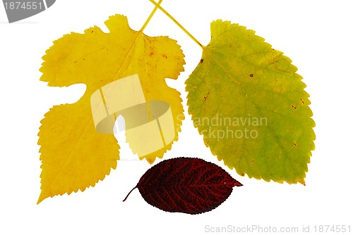 Image of Autumn  leaves