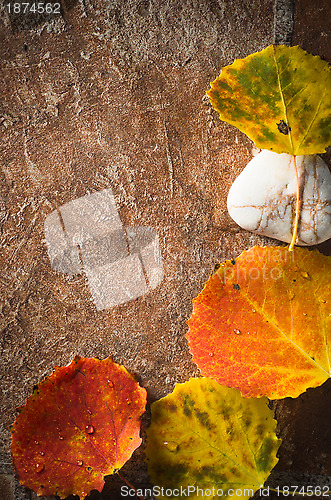 Image of Autumn card of colored leafs