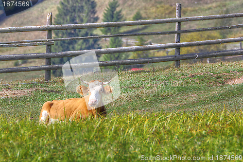 Image of cow laid in the grass