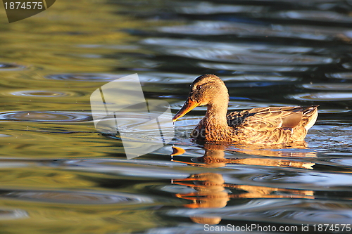 Image of mallard duck swimming
