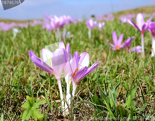 Image of mountain meadow with crocus