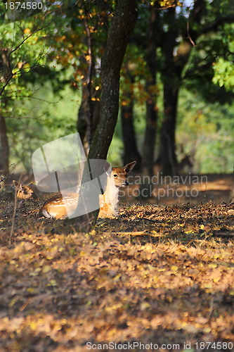 Image of young fallow deer