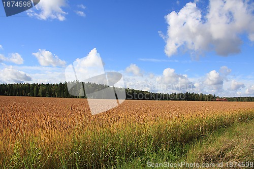 Image of Beautiful Day of Autumn by the Wheat Field