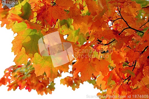 Image of Colorful Fall Leaves