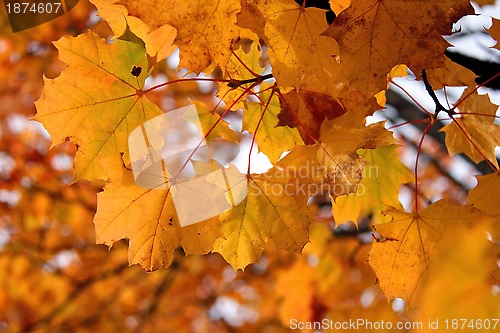 Image of Yellow Leaves of Maple Tree in Autumn