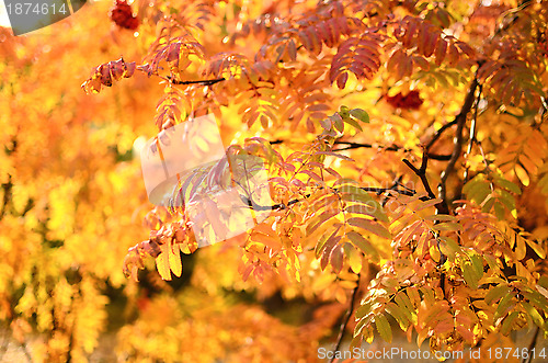 Image of autumn