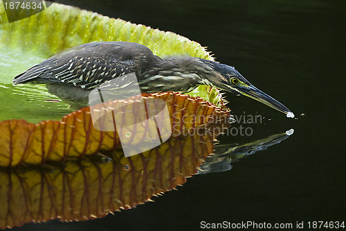 Image of Striated heron, SSR Botanical Gardens, Pamplemousses, Mauritius