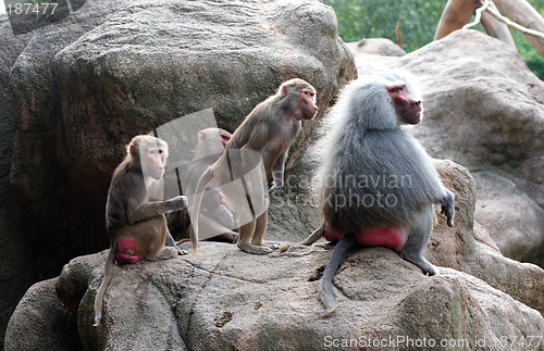 Image of A Baboon Family