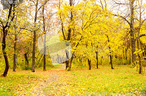 Image of autumn park