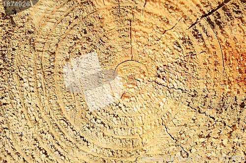 Image of stump