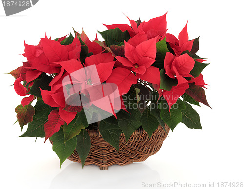 Image of Poinsettia Flower Arrangement