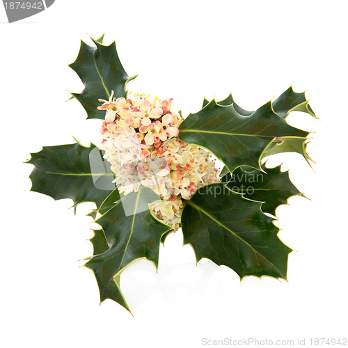 Image of Holly Flower 